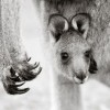 National Geographic Photo Contest 2011 - Pictures nr 43