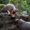 Daily Photo Shoot — 55
