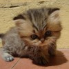 Little kitties - Pictures nr 13