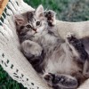 Little kitties - Pictures nr 14