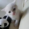 Little kitties - Pictures nr 15