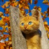 Little kitties - Pictures nr 16