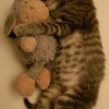 Little kitties - Pictures nr 18