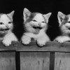 Little kitties - Pictures nr 19