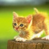 Little kitties - Pictures nr 26
