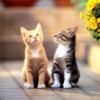 Little kitties - Pictures nr 30