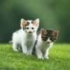 Little kitties - Pictures nr 32