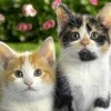 Małe kociaki - Zdjecie nr 41