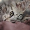 Małe kociaki - Zdjecie nr 8