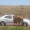 Only in Africa - Pictures nr 18