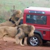Only in Africa - Pictures nr 3