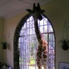 Only in Africa - Pictures nr 52