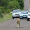 Only in Africa - Pictures nr 56