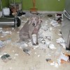 Dogs in trouble - Pictures nr 11