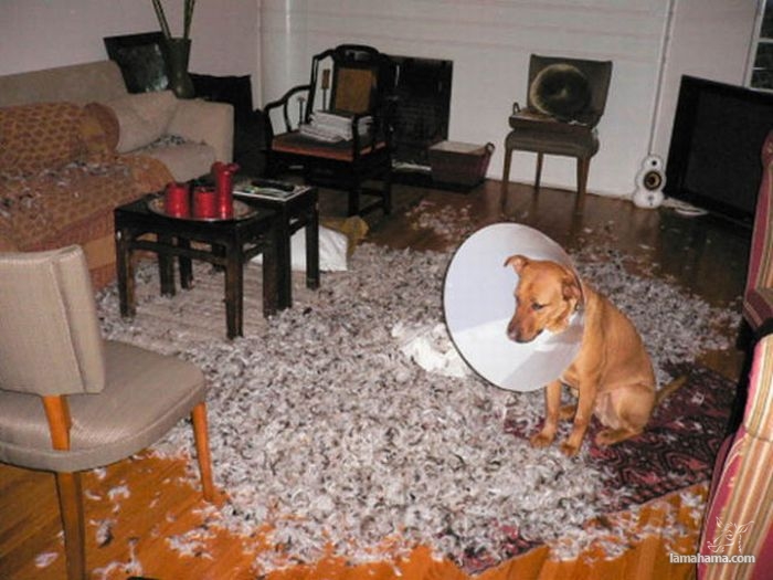 Dogs in trouble - Pictures nr 12