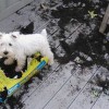 Dogs in trouble - Pictures nr 13