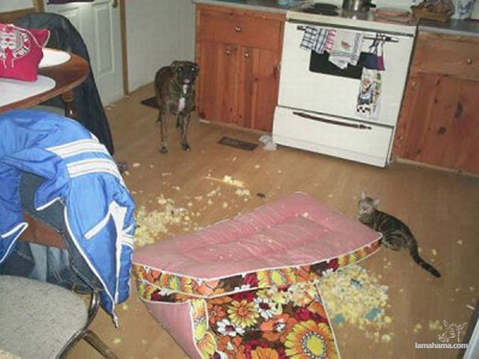 Dogs in trouble - Pictures nr 17