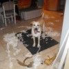 Dogs in trouble - Pictures nr 22