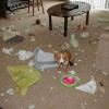 Dogs in trouble - Pictures nr 2