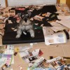 Dogs in trouble - Pictures nr 4