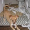 Dogs in trouble - Pictures nr 9
