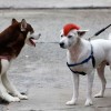 Human animals before Christmas Eve - Pictures nr 6