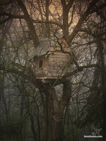 Awesome Treehouses - Pictures nr 11