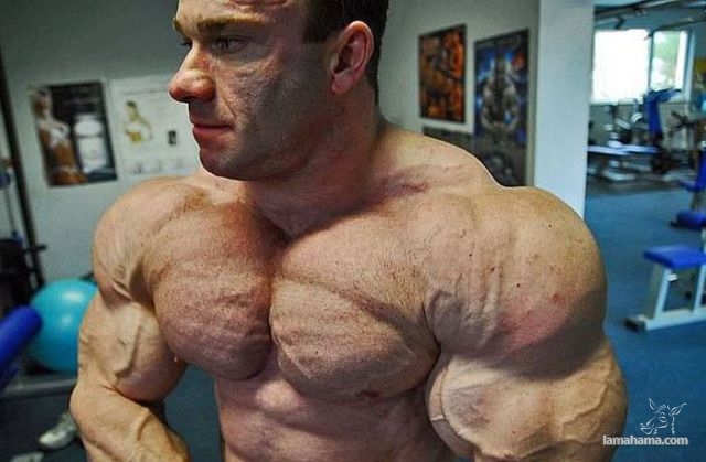 Big Muscle Guys - Pictures nr 29