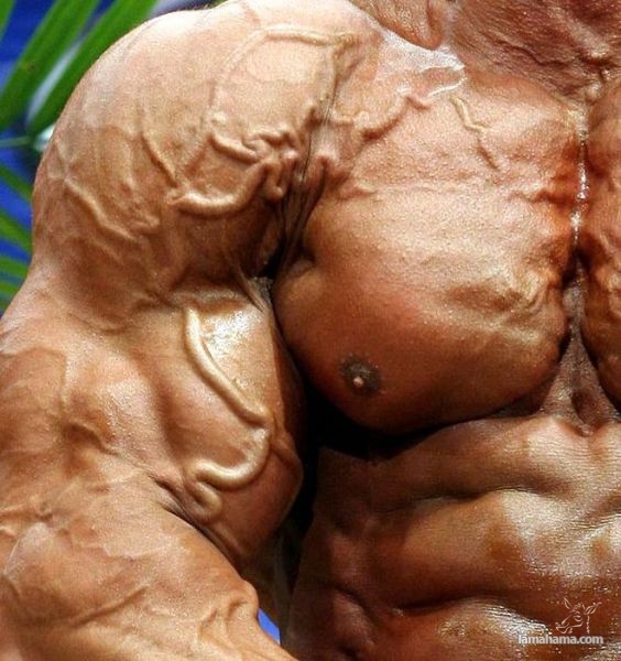 Big Muscle Guys - Pictures nr 43