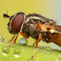Amazing pictures of insects in drops of dew — 10