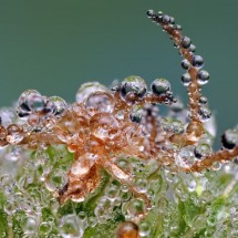 Amazing pictures of insects in drops of dew — 11