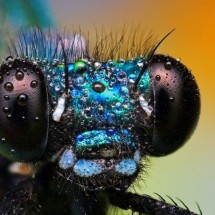 Amazing pictures of insects in drops of dew — 12