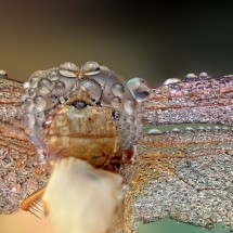 Amazing pictures of insects in drops of dew — 13