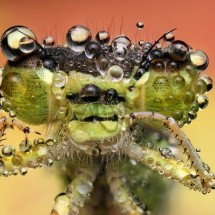 Amazing pictures of insects in drops of dew — 14