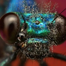 Amazing pictures of insects in drops of dew — 15