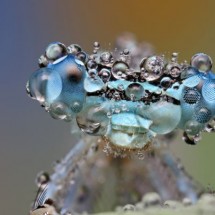 Amazing pictures of insects in drops of dew — 16