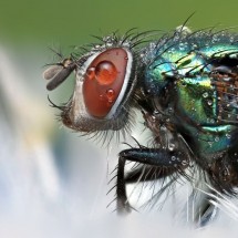 Amazing pictures of insects in drops of dew — 17