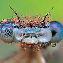 Amazing pictures of insects in drops of dew — 18
