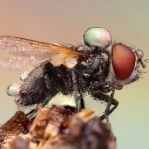 Amazing pictures of insects in drops of dew — 19