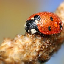 Amazing pictures of insects in drops of dew — 1
