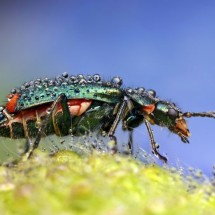 Amazing pictures of insects in drops of dew — 20