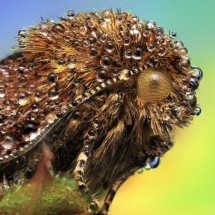 Amazing pictures of insects in drops of dew — 21