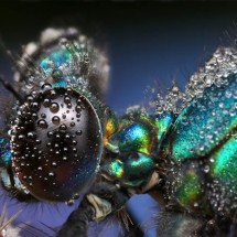 Amazing pictures of insects in drops of dew — 22