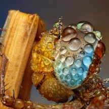 Amazing pictures of insects in drops of dew — 23