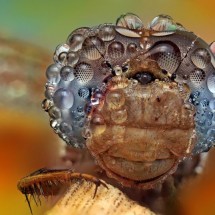 Amazing pictures of insects in drops of dew — 24