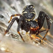 Amazing pictures of insects in drops of dew — 25