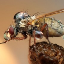 Amazing pictures of insects in drops of dew — 26