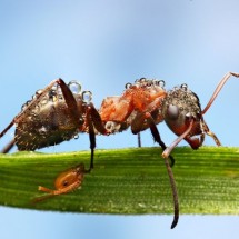 Amazing pictures of insects in drops of dew — 27