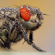 Amazing pictures of insects in drops of dew — 29