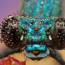 Amazing pictures of insects in drops of dew — 2